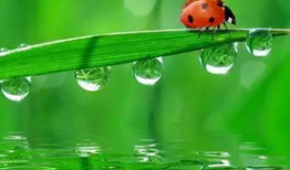 保护眼睛绿色背景图片