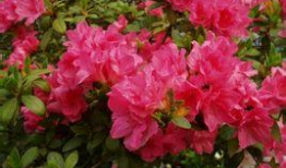 杜鹃花红群众演员,一部影视幕后传奇